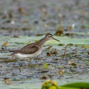 Migrația de toamnă
